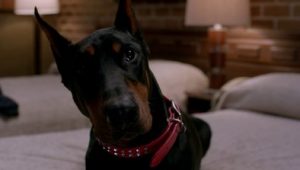 Supernatural 8×15