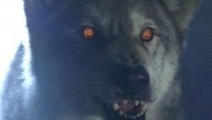 The X-Files: 6×16