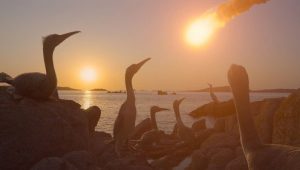 The Dinosaurs: 1×4